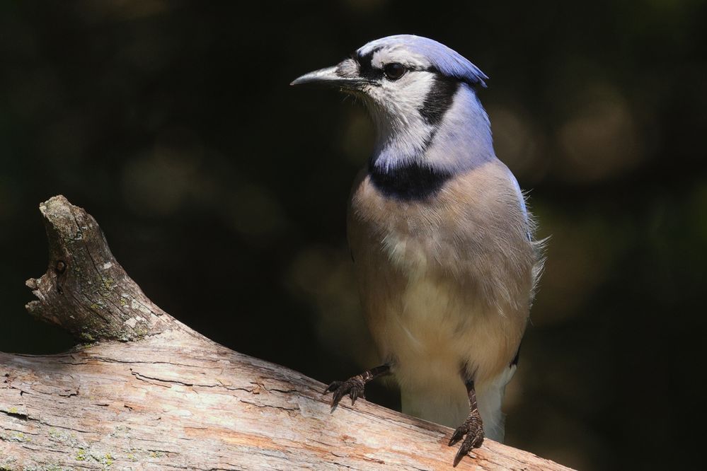 Blue Jay (Cyanocitta cristata) in Norman, Oklahoma, United States on May 5, 2023, EF100-400mm f/4.5-5.6L IS II USM +1.4x III, 1.6x crop mode and additional cropping to reduce size for upload