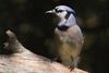 Blue Jay (Cyanocitta cristata) in Norman, Oklahoma, United States on May 5, 2023, EF100-400mm f/4.5-5.6L IS II USM +1.4x III, 1.6x crop mode and additional cropping to reduce size for upload