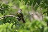 Great Crested Flycatcher (Myiarchus crinitus) in Norman, Oklahoma, United States on May 6, 2023