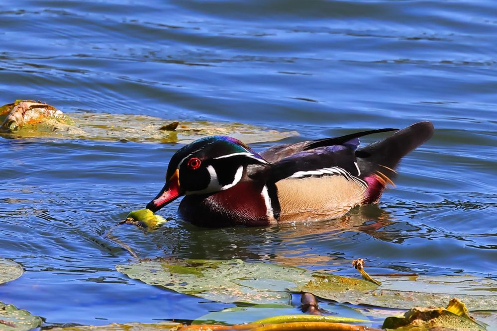 Wood Duck, male.