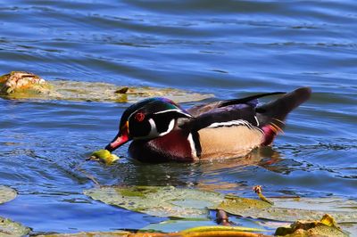 Wood Duck-3a.JPG