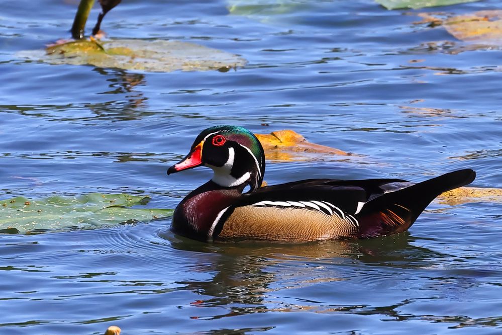 Wood Duck, male.