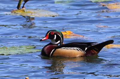 Wood Duck-2a.JPG