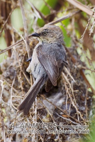 Bush *i* at nest