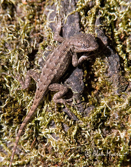 Fence lizard camo