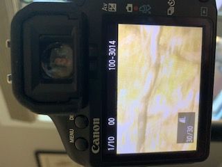 Shutter results in M Mode