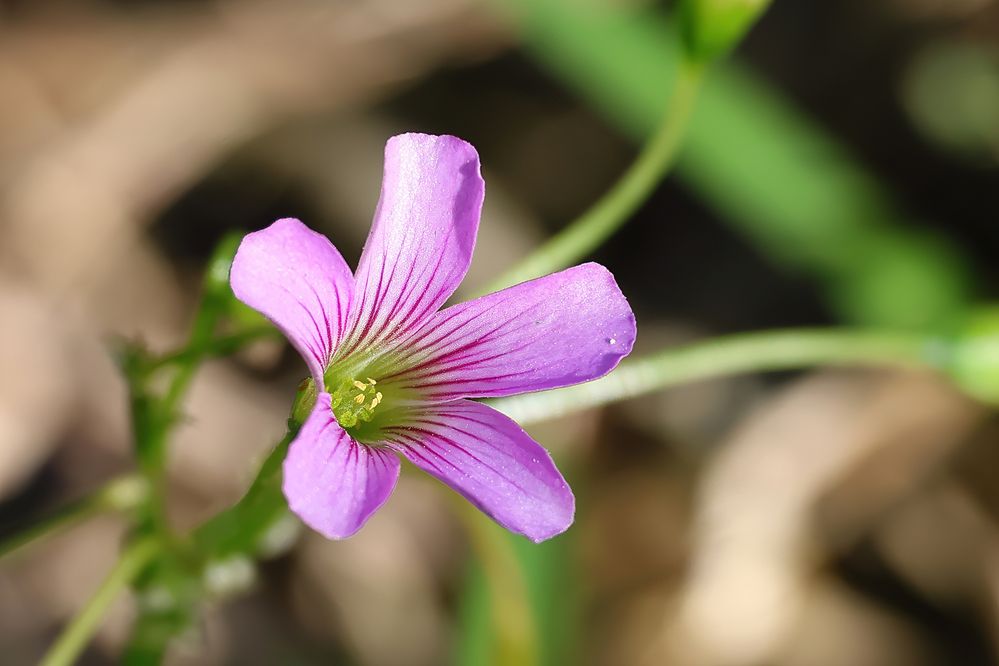 Pink Wood Sorrel