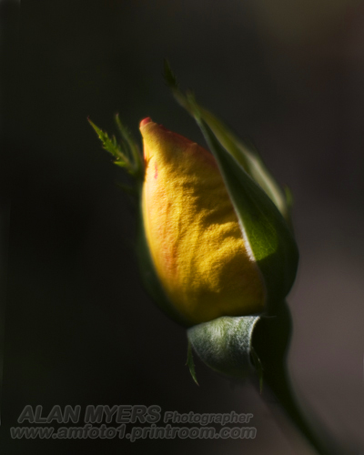 Rose bud chiaroscuro