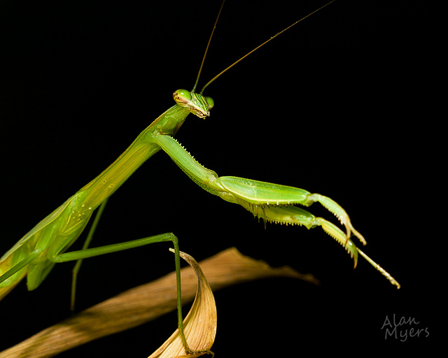 Praying mantis