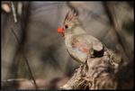 Northern Cardinal (Cardinalis cardinalis) in Norman, Oklahoma, United States on March 21, 2023