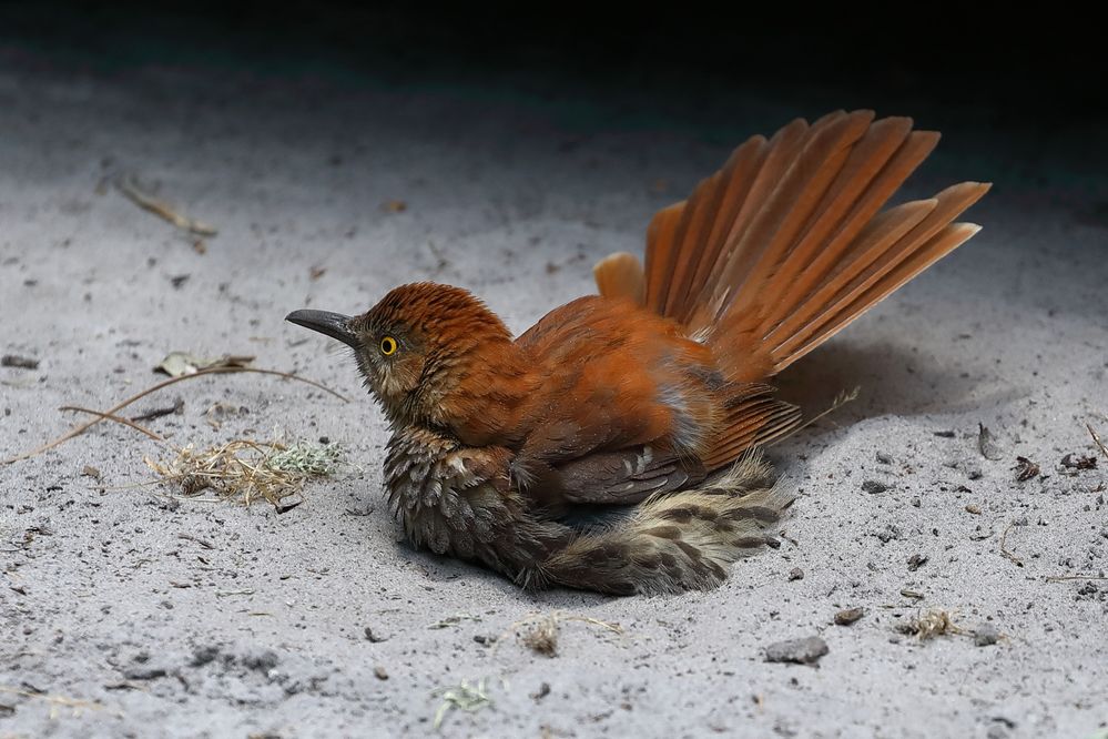 Brown Thrasher in Sand-2a.JPG