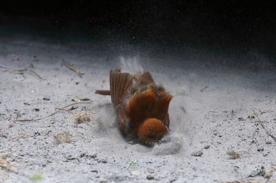 Brown Thrasher in Sand-1a.jpg