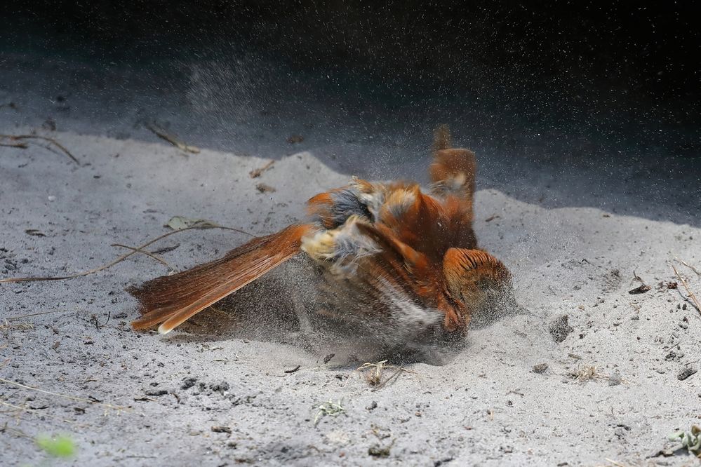 Brown Thrasher in Sand-3a.jpg