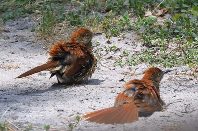Brown Thrashers in Sand-1a.jpg