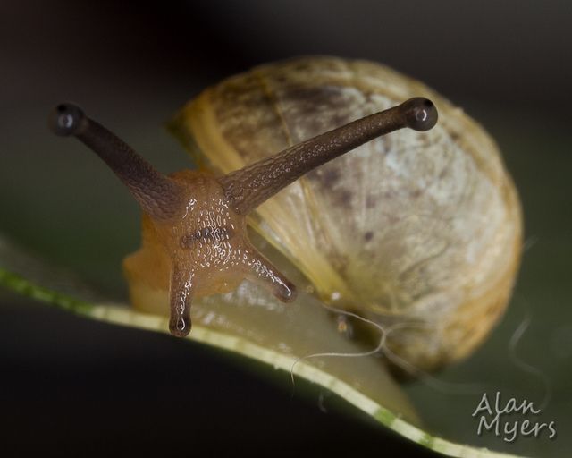 Baby snail