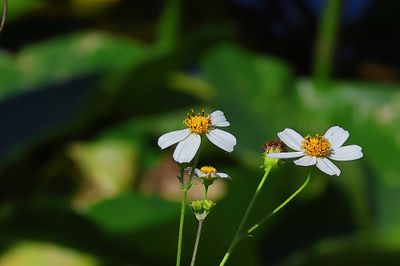 Bidens Alba-1Sa.jpg