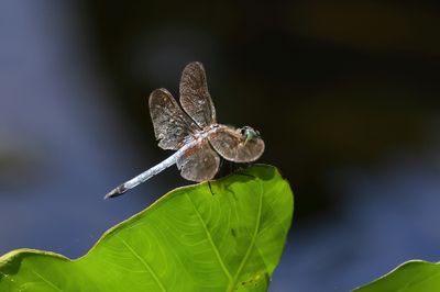 Blue Dasher MAL-1Sa.jpg