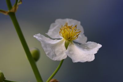 Broadleaf Arrowhead Bloom-1a.JPG