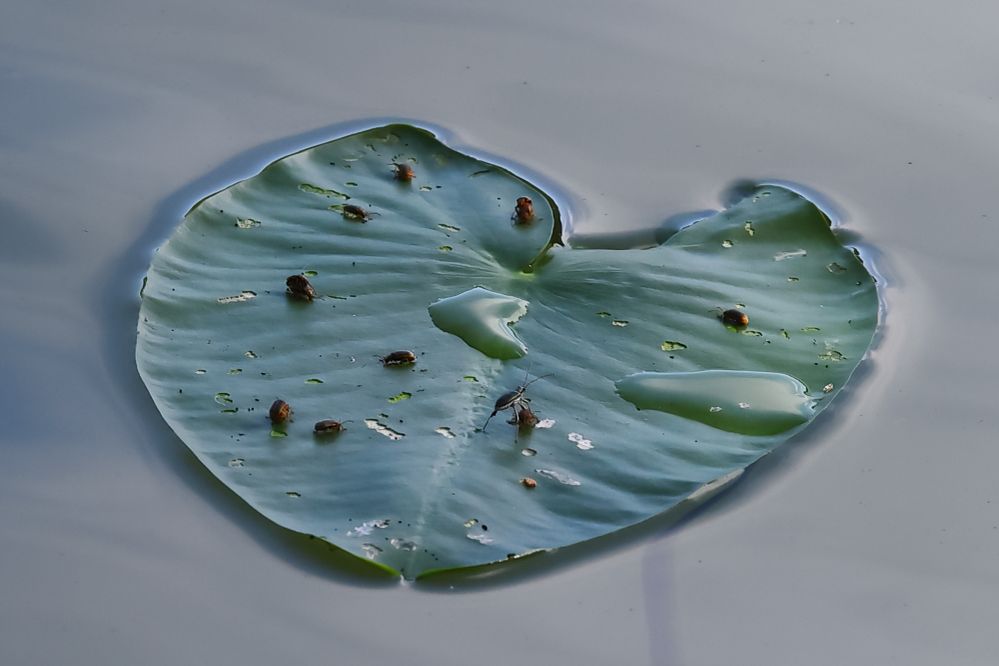 Beetles On A Lily Pad - R5