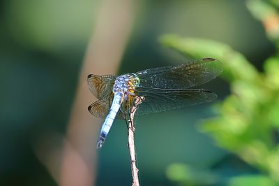 Blue Dasher-0001Sa.jpg