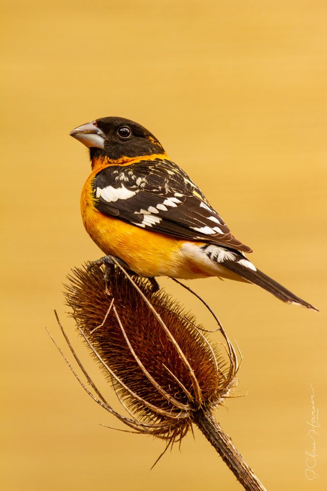 Black-headed Grosbeak