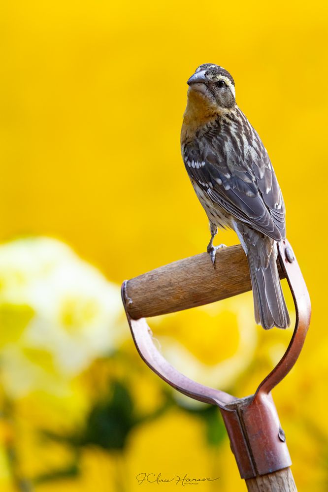 Black-headed Grosbeak