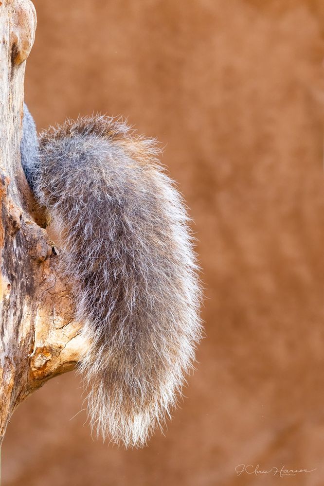 Western Gray Squirrel Tail