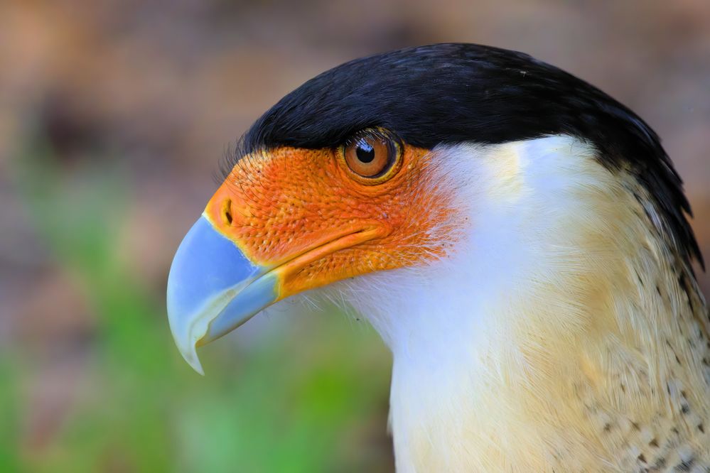 52841077244_89b82ba843_5k