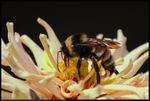 A Bumble Bee (Bombus pensylvanicus) was on a Zinnia in Norman, Oklahoma, United States on September 2, 2021. I made this photo with a very old lens as an experiment. I purchased the lens in 2011 and nearly wore it out. For this photo, it was attached to a newer camera body with an adapter with two telephoto extenders.