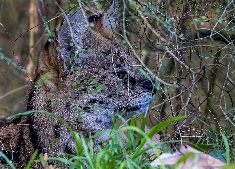 Single Point Focus between twigs
