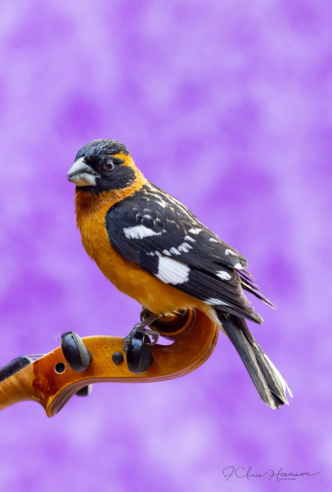 Black -headed Grosbeak