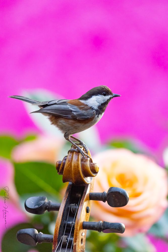 Chestnut-backed Chickadee