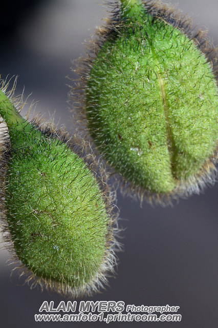 Poppy buds