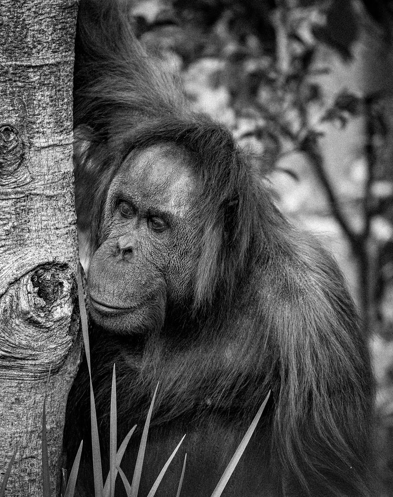 Canon EOS R6 RF100-500@500mm, f/7.1, 1/500sec, ISO-3200