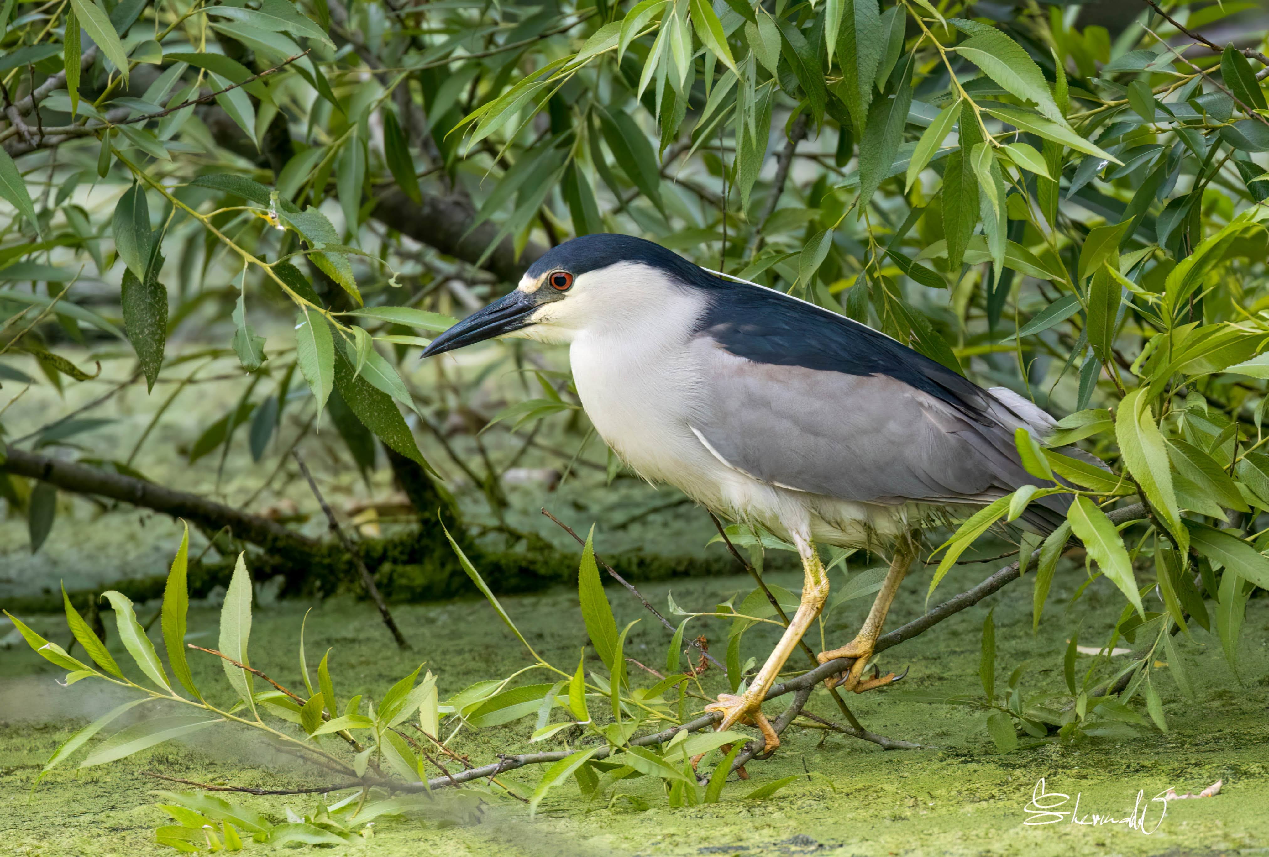 Solved EOS 90D Switch between AI Servo and One Shot quic... Canon