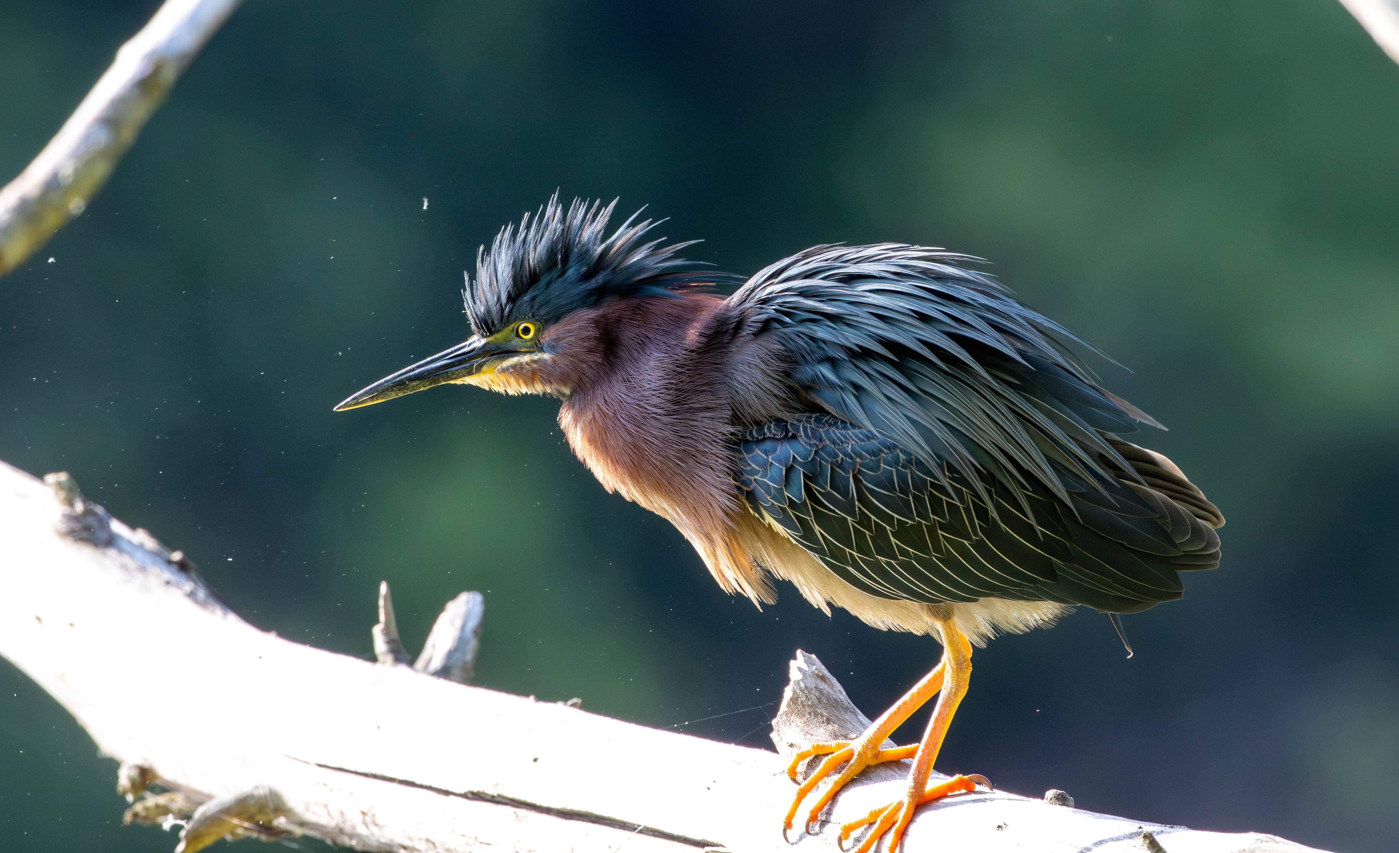 Solved EOS 90D Switch between AI Servo and One Shot quic... Canon Community