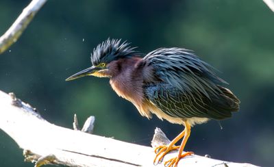 GreenHeron.jpg