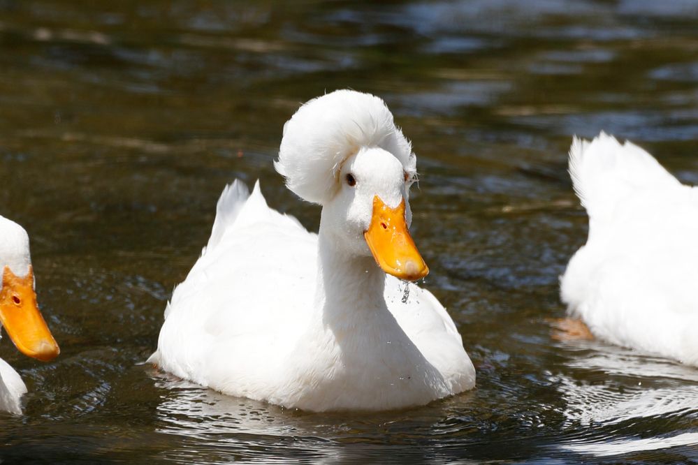 100% zoom, unedited by me.