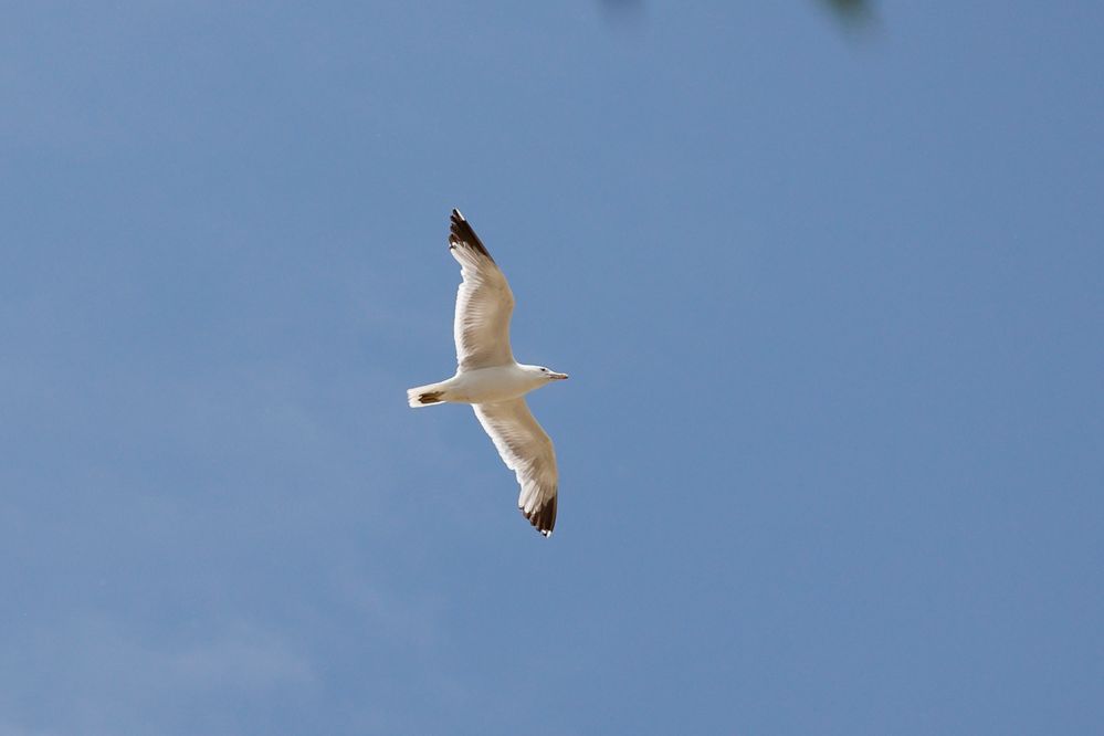 100% zoom, unedited by me.