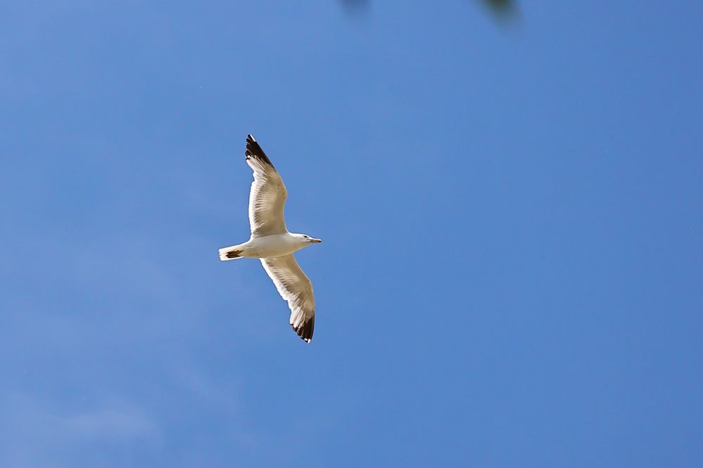 100% zoom, lightly edited by me.