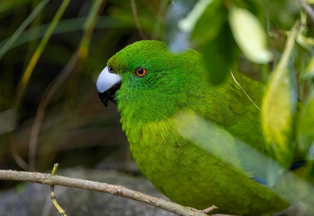 Kakariki in bush: 600mm, f/6.3, 1/160sec, ISO-6400