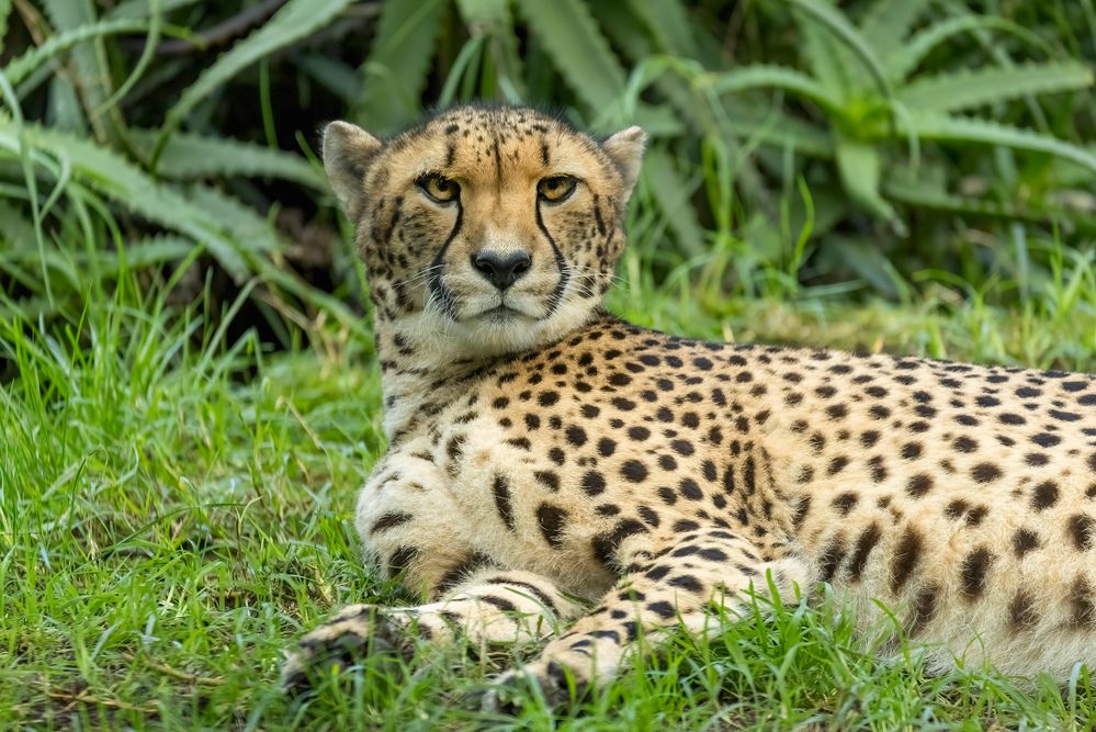 Male Cheetah: 451mm, f/6.3, 1/500sec, ISO-3200