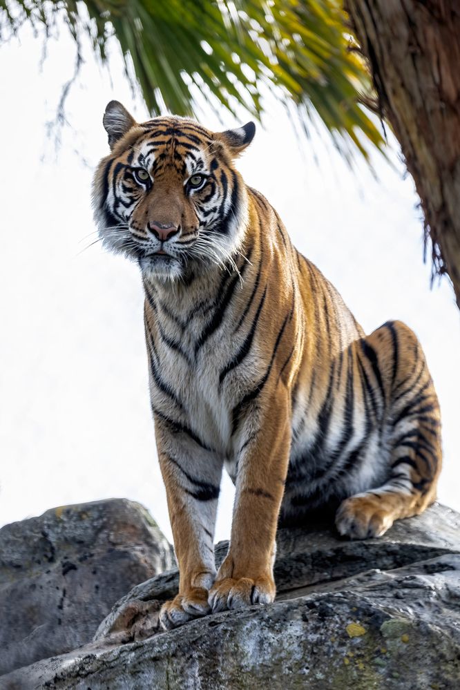 Female Sumatran Tiger: 403mm, f/7.1, 1/80sec, ISO-100