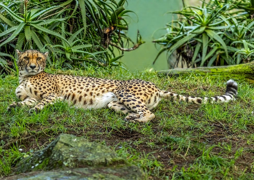 Male Cheetah: 215mm, f/5.6, 1/320sec, ISO-800