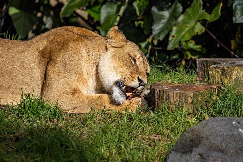 Lion at Lunch: 600mm, f/8, 1/1000sec, ISO-160