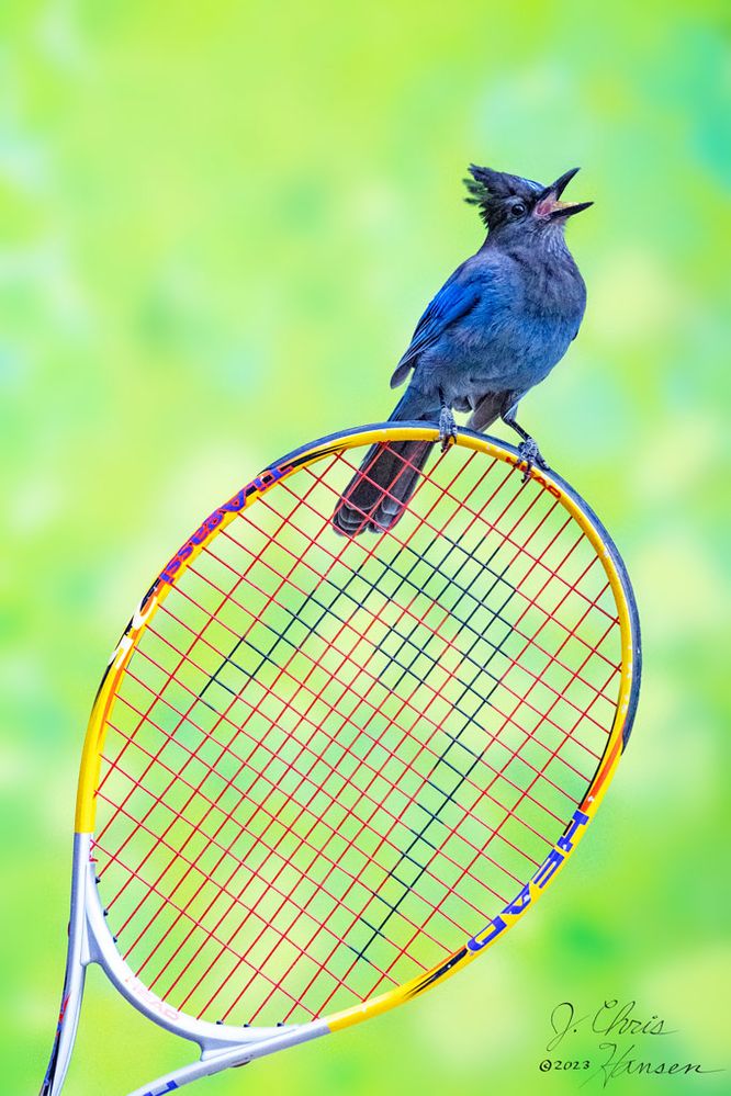 Steller's Jay
