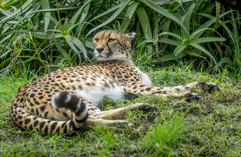 Cheetah in repose: 368mm, f/6.3, 1/500sec, ISO-2000