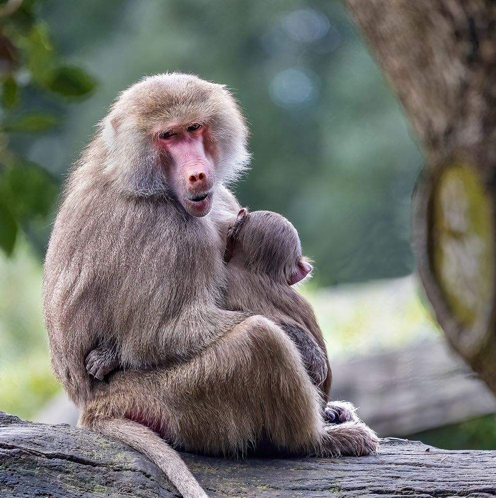 Mother Baboon: 600mm, f/6.3, 1/640sec, ISO-3200