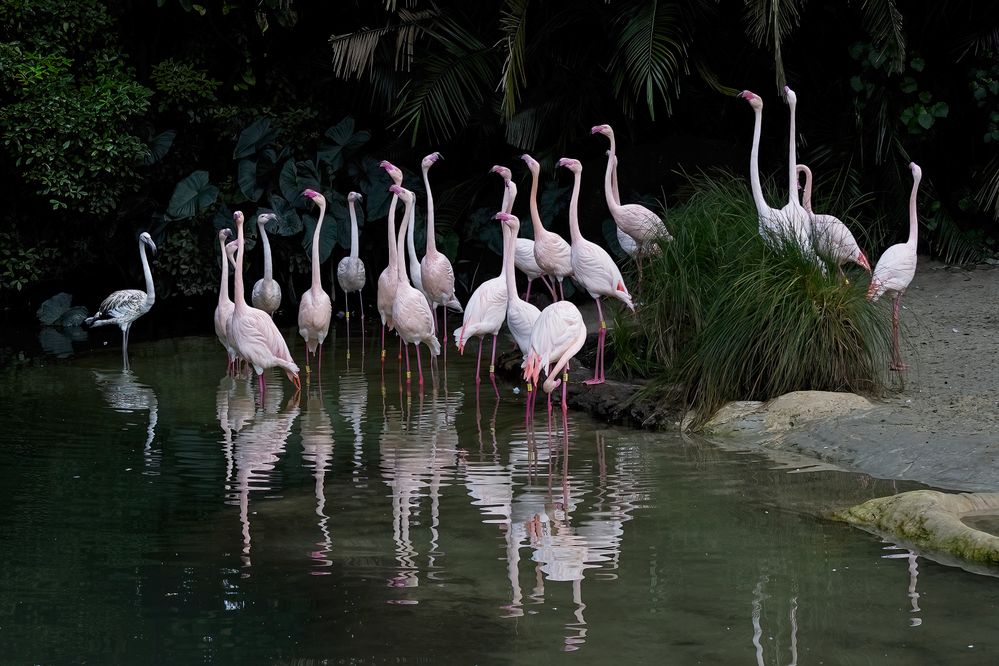 Flamingo face-off: 76mm, 1/100sec, ISO-125