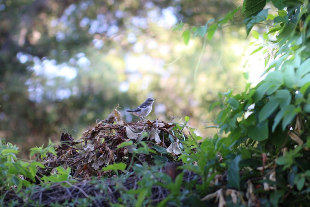 Light Artifact Sample 1